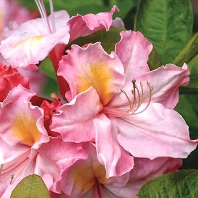 Азалия СЕССИЛЬ листопадная  Азалия СЕССИЛЬ листопадная в Пскове