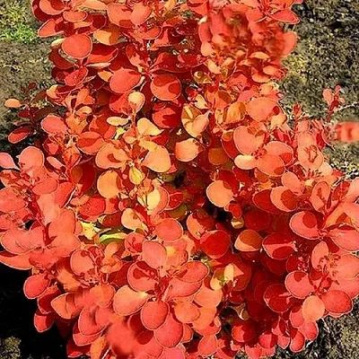 Барбарис ОРАНЖ ФАЙЕР тунберга  Барбарис ОРАНЖ ФАЙЕР тунберга в Пскове