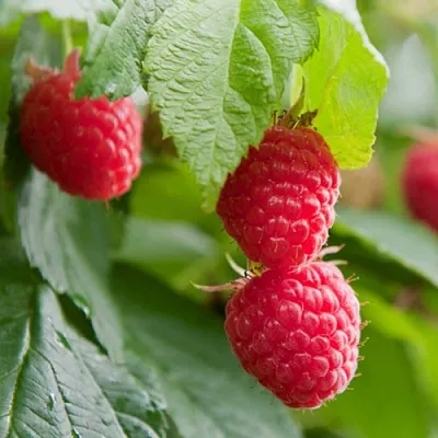 Малина МАРАВИЛЛА  Малина МАРАВИЛЛА в Пскове