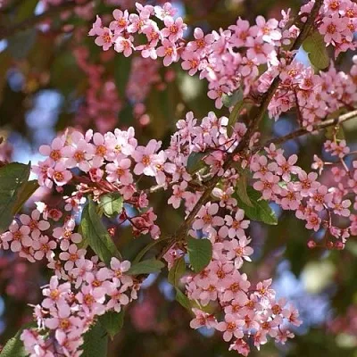 Черемуха КОЛОРАТА  Черемуха КОЛОРАТА в Пскове