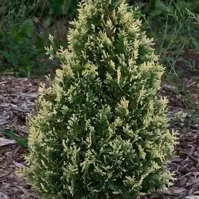 Туя БРАБАНТ ВАРИЕГАТТА западная в Пскове