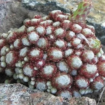 Молодило ГНАФАЛИУМ в Пскове