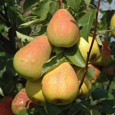 Груша СЕВЕРЯНКА  Груша СЕВЕРЯНКА в Пскове