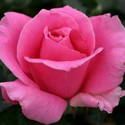 Саженцы роз ЭЙФЕЛЕВА БАШНЯ чайно-гибридная в Пскове