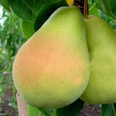 Груша ВИКТОРИЯ  Груша ВИКТОРИЯ в Пскове