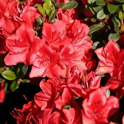 Азалия ФРИДОЛАЙН японская  Азалия ФРИДОЛАЙН японская в Пскове