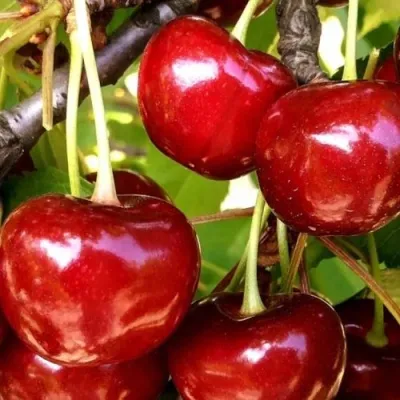 Черешня МИНЧАНКА — описание сорта Черешня МИНЧАНКА в Пскове