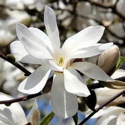 Магнолия ЛЕБНЕРА МЕРРИЛЛ  Магнолия ЛЕБНЕРА МЕРРИЛЛ в Пскове