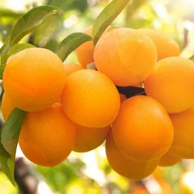 Слива МАРА  Слива МАРА в Пскове