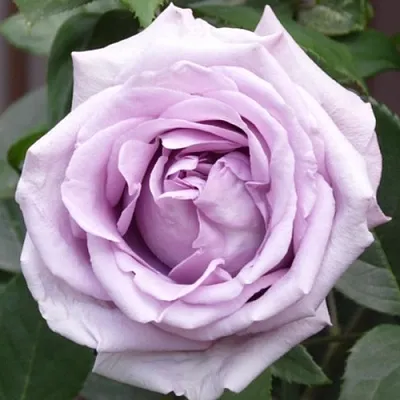 Саженцы роз ИНДИГОЛЕТТА плетистая  Саженцы роз ИНДИГОЛЕТТА плетистая в Пскове