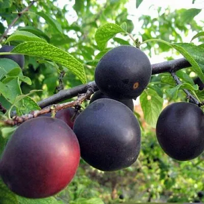 ЧЕРРИКОС в Пскове