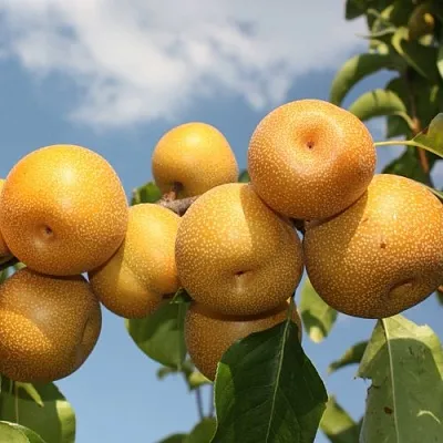 Груша азиатская Груша азиатская в Пскове