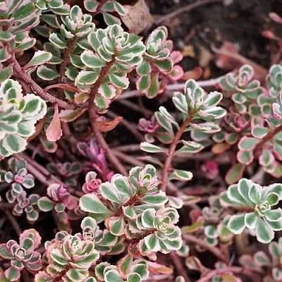 Очиток (седум) ТРИКОЛОР ложный в Пскове