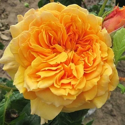 Саженцы роз ЛЕА ТУТУ шраб в Пскове