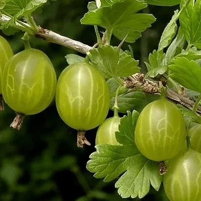 Крыжовник УРАЛЬСКИЙ БЕСШИПНЫЙ в Пскове