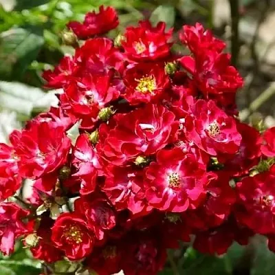 Саженцы роз АЛЬБЕРИХ полиантовая в Пскове