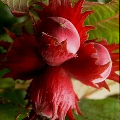 Фундук БАГРЯНЕЦ  Фундук БАГРЯНЕЦ в Пскове