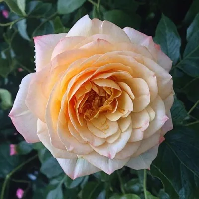 Саженцы роз АБЕЙ ДЕ СЕНТ-АМАН шраб  Саженцы роз АБЕЙ ДЕ СЕНТ-АМАН шраб в Пскове