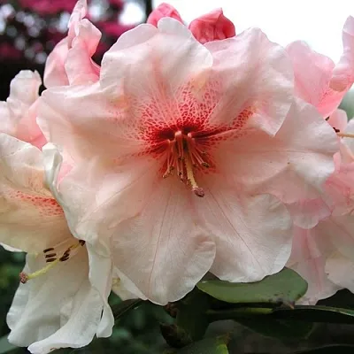 Рододендрон ХАНЯ	  Рододендрон ХАНЯ	 в Пскове