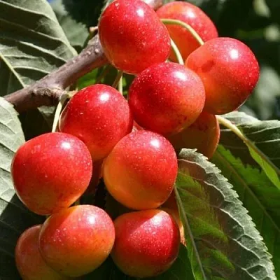 Черешня ГАСТИНЕЦ  Черешня ГАСТИНЕЦ в Пскове