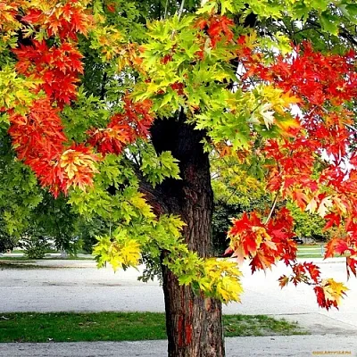 Клен в Пскове