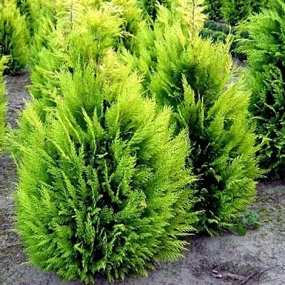 Кипарисовик ИВОНЕ лавсана в Пскове