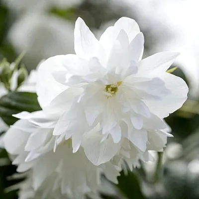 Жасмин МИНЕСОТА СНОУФЛЕЙК  Жасмин МИНЕСОТА СНОУФЛЕЙК в Пскове