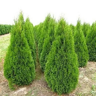 Туя СМАРАГД западная в Пскове