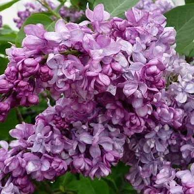 Сирень ГЕНЕРАЛ ПЕРШИНГ в Пскове