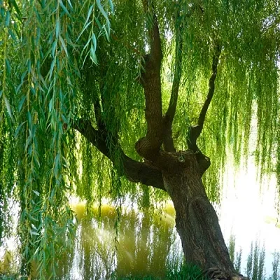 Ива в Пскове