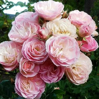 Саженцы роз БУКЕТ ПАРФЕ мускусная в Пскове