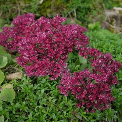 Очиток (седум) РУБИ ГЛОУ скальный в Пскове