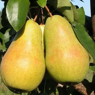 Груша ЧИЖОВСКАЯ  Груша ЧИЖОВСКАЯ в Пскове