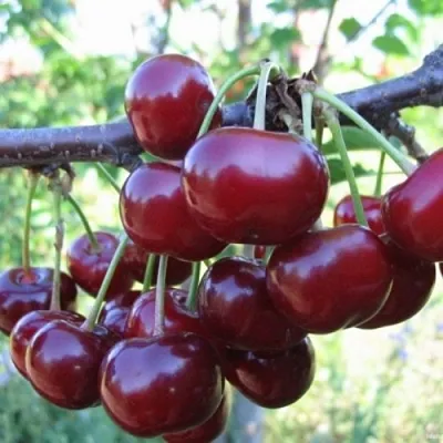 Вишня НОРД СТАР в Пскове