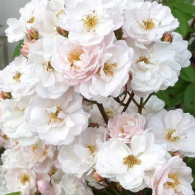 Мускусная Мускусная в Пскове