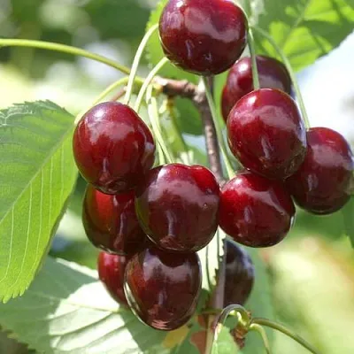 Черешня ОВСТУЖЕНКА  Черешня ОВСТУЖЕНКА в Пскове