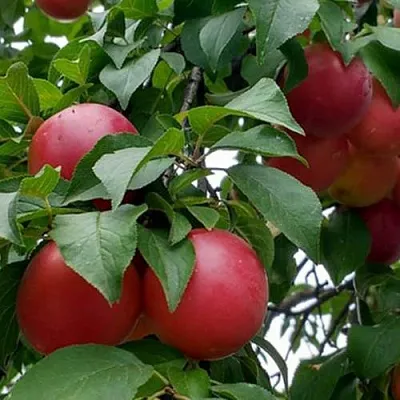 Плумкот БИРИКОККОЛО ГИГАНТЕ ДИ БУДРИО в Пскове