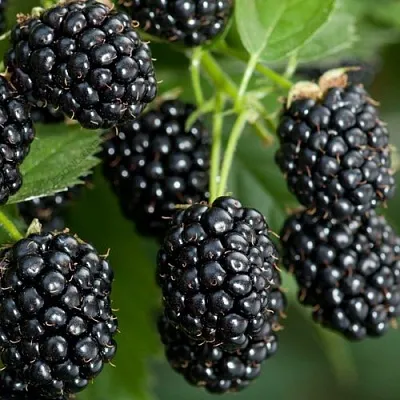Ежевика ЧЕРНАЯ МАГИЯ ремонтантная в Пскове
