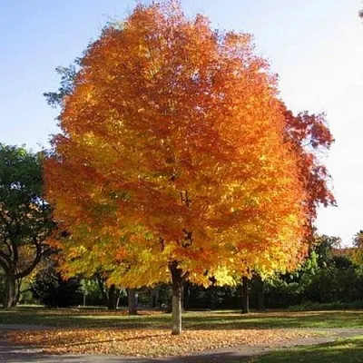 Клен серебристый  Клен серебристый в Пскове