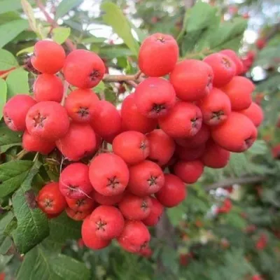 Рябина НЕВЕЖИНСКАЯ сладкоплодная — описание сорта Рябина НЕВЕЖИНСКАЯ сладкоплодная в Пскове