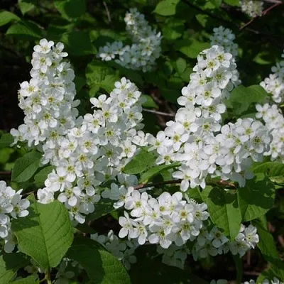 Черемуха ПАМЯТИ САЛАМАТОВА  Черемуха ПАМЯТИ САЛАМАТОВА в Пскове