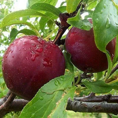 Слива КЛЕОПАТРА в Пскове