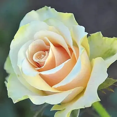 Саженцы роз ТАЛЕЯ чайно-гибридная в Пскове