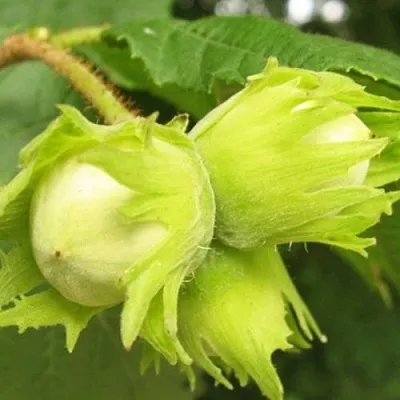 Фундук КАТАЛОНСКИЙ  Фундук КАТАЛОНСКИЙ в Пскове