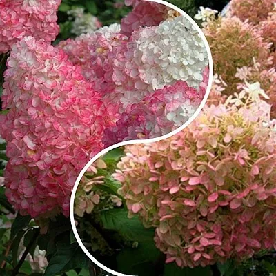 Комплект МАЛИНОВЫЙ ЗАКАТ в Пскове