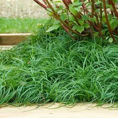 Осока БИТЛЗ в Пскове