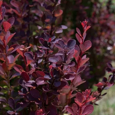 Барбарис ХЕЛМОНД ПИЛЛАР тунберга  Барбарис ХЕЛМОНД ПИЛЛАР тунберга в Пскове