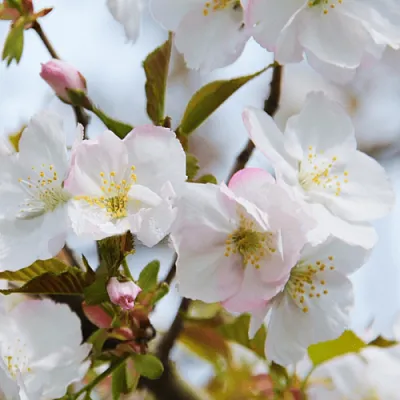 Вишня ОКАМЕ  Вишня ОКАМЕ в Пскове