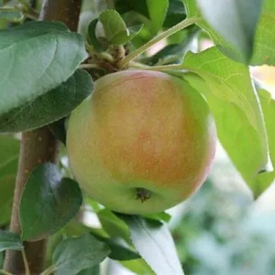 Яблоня ПОДСНЕЖНИК стелющаяся  Яблоня ПОДСНЕЖНИК стелющаяся в Пскове