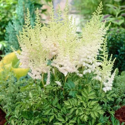 Астильба МИЛК ЭНД ХАНИ китайская  Астильба МИЛК ЭНД ХАНИ китайская в Пскове